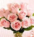1 Dozen Medium Stem Pink Roses - Wrapped