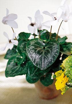 The FTD� Green Gardens� Centerpiece
