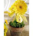 The FTD� Yellow Gerbera Centerpiece